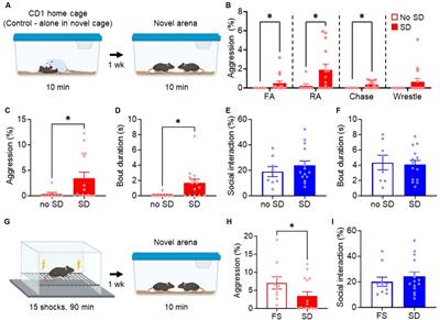 Acute social defeat during adolescence promotes long-lasting aggression through activation of the medial amygdala